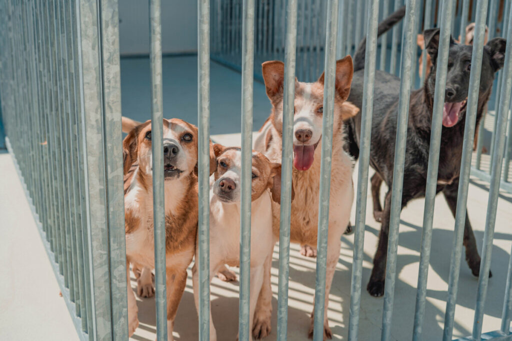  Inaugurado Centro de Recolha de Animais para Moimenta da Beira, Armamar e Tabuaço - Jornal do Centro