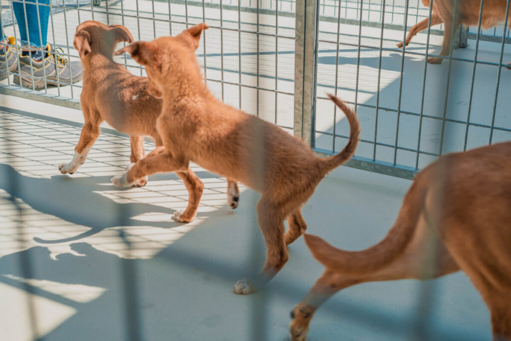  Inaugurado Centro de Recolha de Animais para Moimenta da Beira, Armamar e Tabuaço - Jornal do Centro