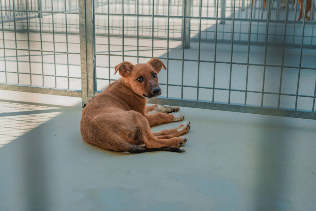  Inaugurado Centro de Recolha de Animais para Moimenta da Beira, Armamar e Tabuaço - Jornal do Centro