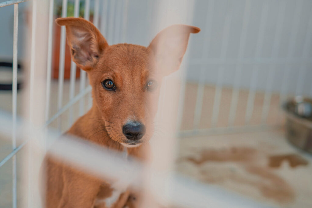  Inaugurado Centro de Recolha de Animais para Moimenta da Beira, Armamar e Tabuaço - Jornal do Centro