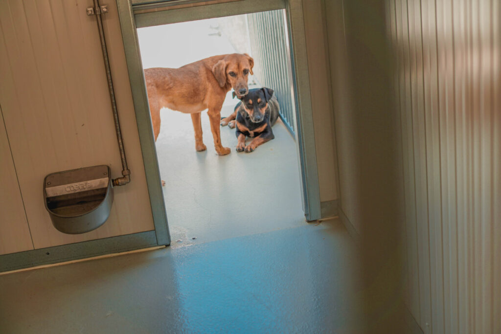  Inaugurado Centro de Recolha de Animais para Moimenta da Beira, Armamar e Tabuaço - Jornal do Centro