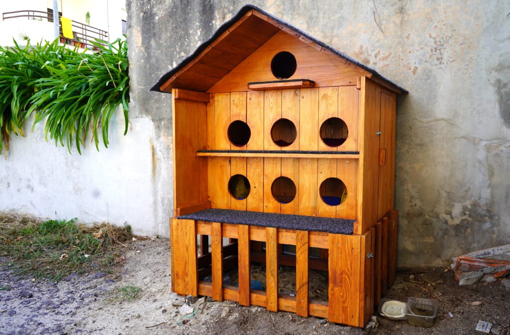 abrigos gatos Lamego Lamego instala novos abrigos para colónias de gatos de rua