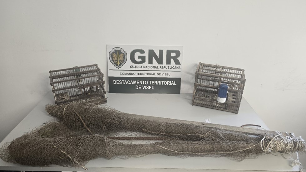  Homem detido em Viseu por caça com recurso a meios proibidos