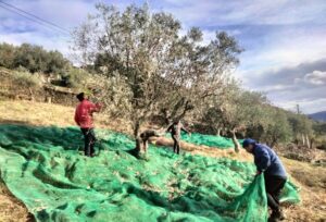 Oliveiras - Quinta do Malhô