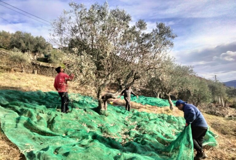 Oliveiras - Quinta do Malhô