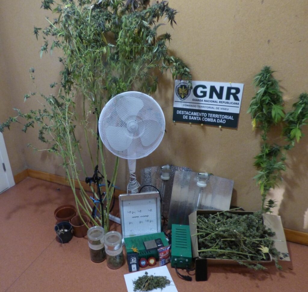  Detido suspeito de 39 anos por cultivo e tráfico de droga