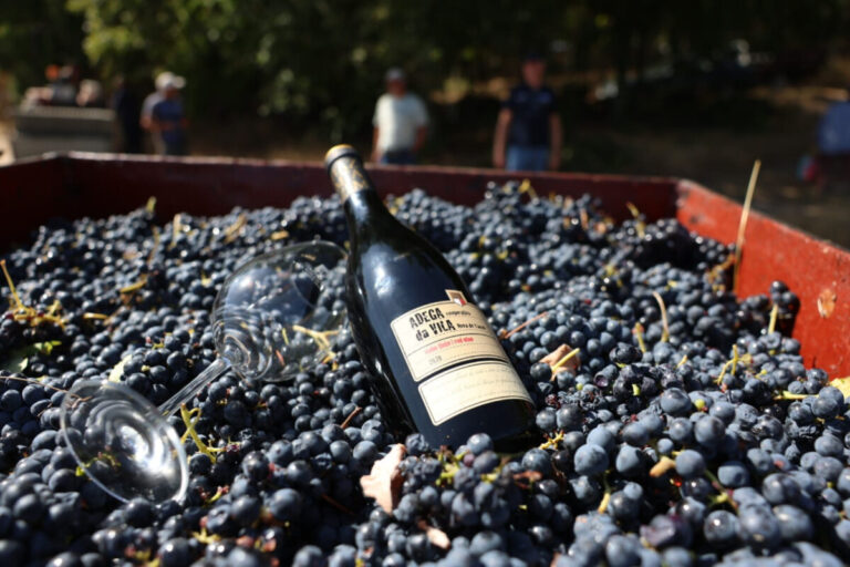 vila nova tazem vinho uvas