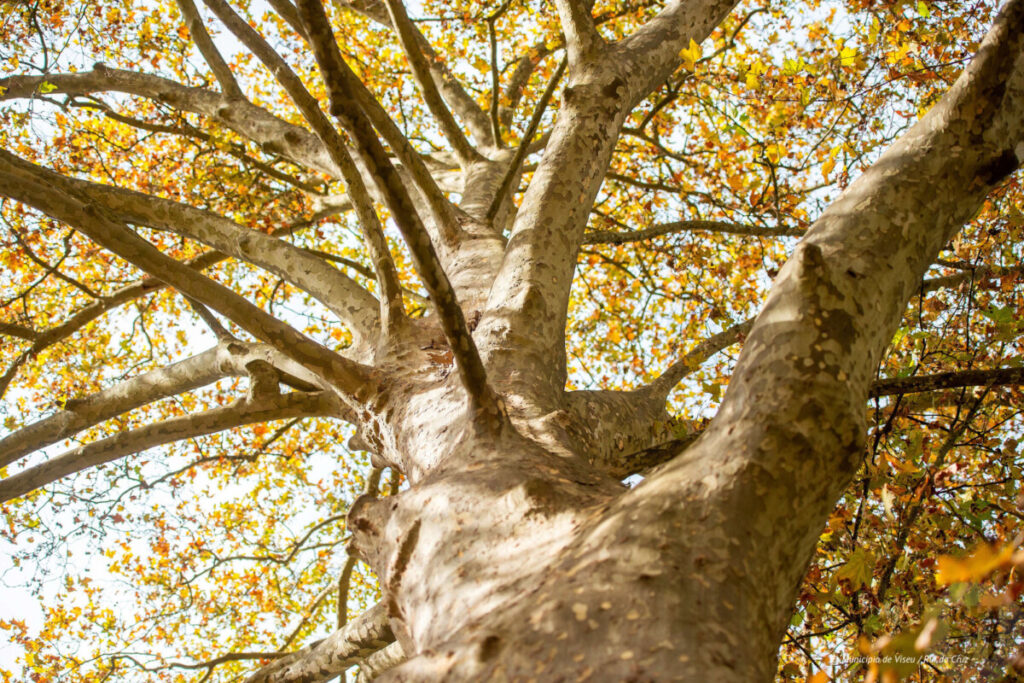 Plátano da Quinta da Cruz em Viseu 1 - Jornal do Centro Plátano da Quinta da Cruz é candidato a Árvore do Ano