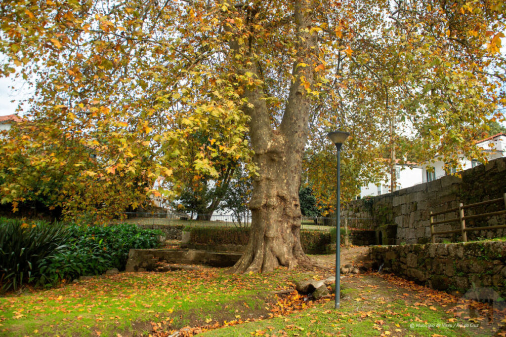 Plátano da Quinta da Cruz em Viseu 3