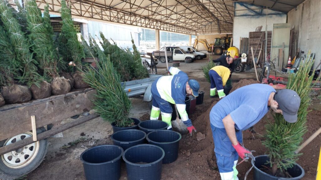  Mortágua lança projeto de árvores de Natal naturais para promover sustentabilidade