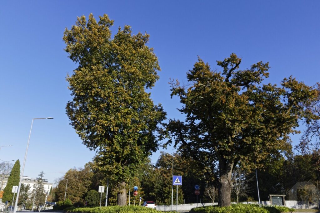  Município de Viseu planta 300 árvores até final do primeiro trimestre de 2026