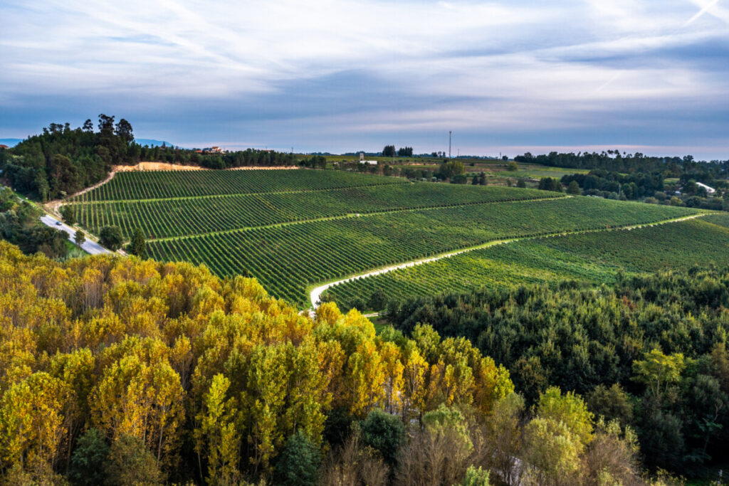  TAP inclui vinhos da Casa de Santar (Nelas) na Classe Executiva