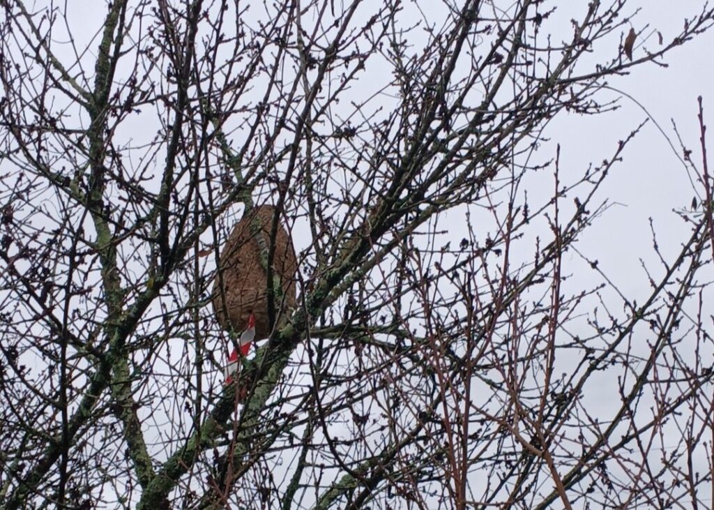  Eliminados 910 ninhos de vespa asiática em Tondela em 2025