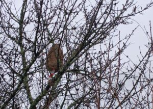 Ninho Vespa Asiática 1