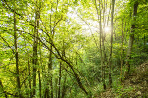 AM_CREDITOS1_Lapa dos Dinheiros_Pedro Ribeiro © 8