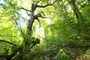 AM_CREDITOS5_Lapa dos Dinheiros_Pedro Ribeiro © 6