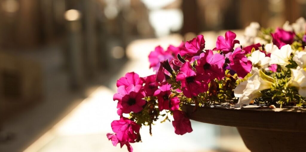  Zona histórica de Viseu colorido com o concurso “Viseu em Flor”