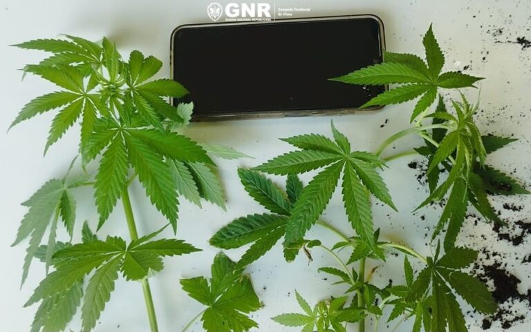 GNR Viseu - Apreensão