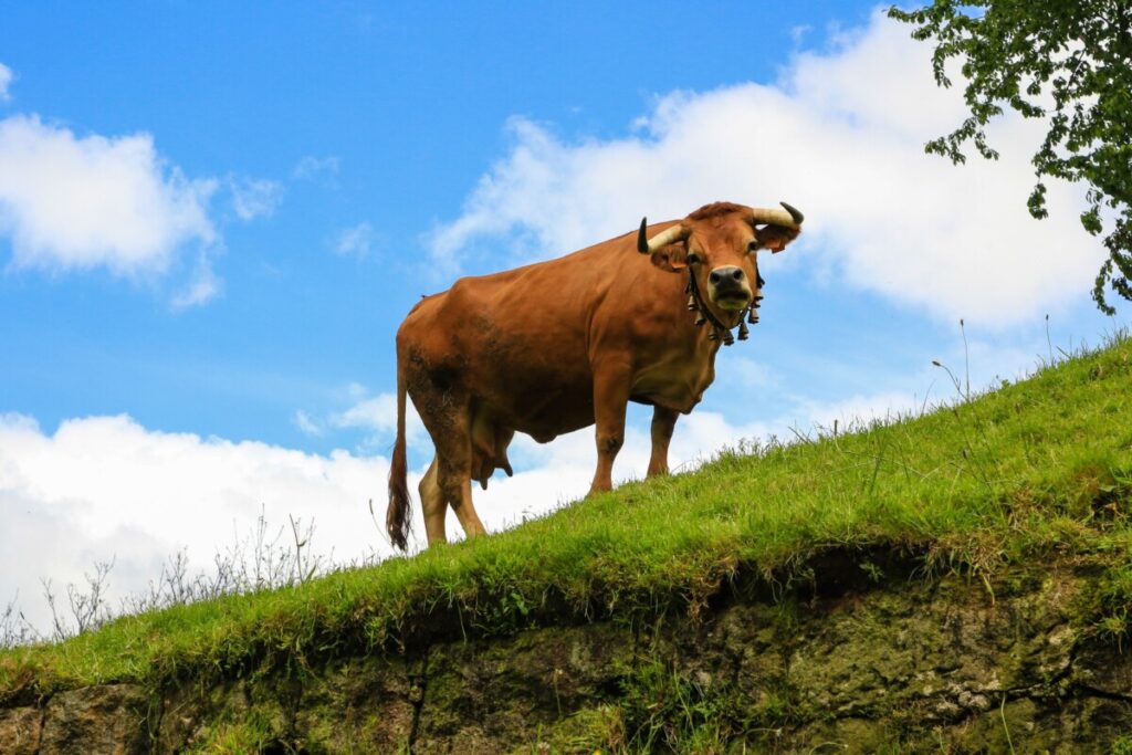 Brown cow standing on a grassy hill, bell around its neck, against a bright blue sky with clouds. Município de S. Pedro do Sul aumenta apoios à criação de bovinos