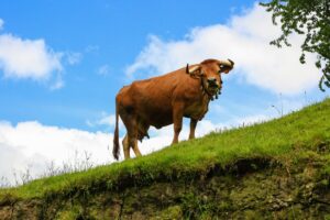 Brown cow standing on a grassy hill, bell around its neck, against a bright blue sky with clouds.