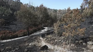 Trail winds through a scorched forest after a wildfire, with blackened ground and standing charred trees under a blue sky.