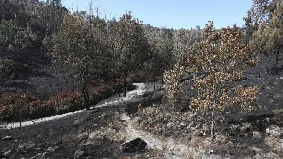 Trail winds through a scorched forest after a wildfire, with blackened ground and standing charred trees under a blue sky. Chamas destruíram Reserva Botânica de loendros em Vouzela