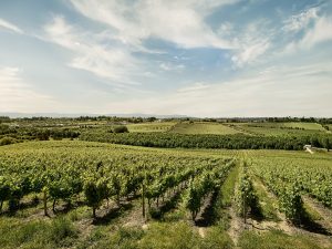 Vineyard rows stretch across rolling countryside under a bright blue sky with wispy clouds.