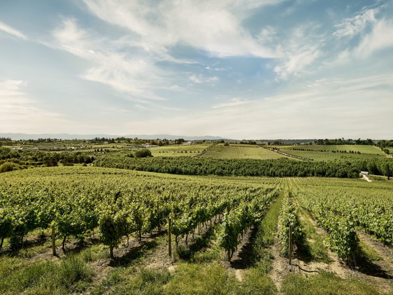 Vineyard rows stretch across rolling countryside under a bright blue sky with wispy clouds.