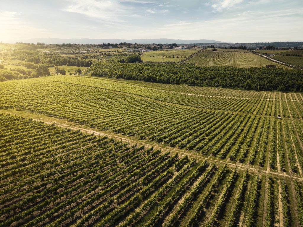 Aerial view of vast vineyard fields with neat rows of grapevines under a golden sky at sunset/dusk. “Dão de Portas Abertas” reforça aposta no turismo de Viseu Dão Lafões em ano de crescimento das dormidas