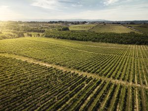 Aerial view of vast vineyard fields with neat rows of grapevines under a golden sky at sunset/dusk.