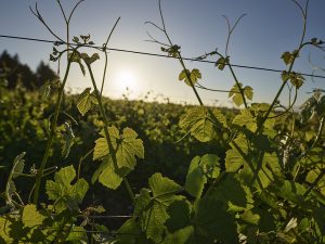 Grapevine leaves climbing a barbed wire-style fence with a vineyard in the background at sunset.