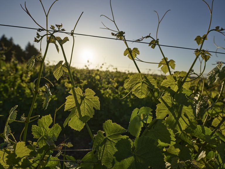 Grapevine leaves climbing a barbed wire-style fence with a vineyard in the background at sunset.