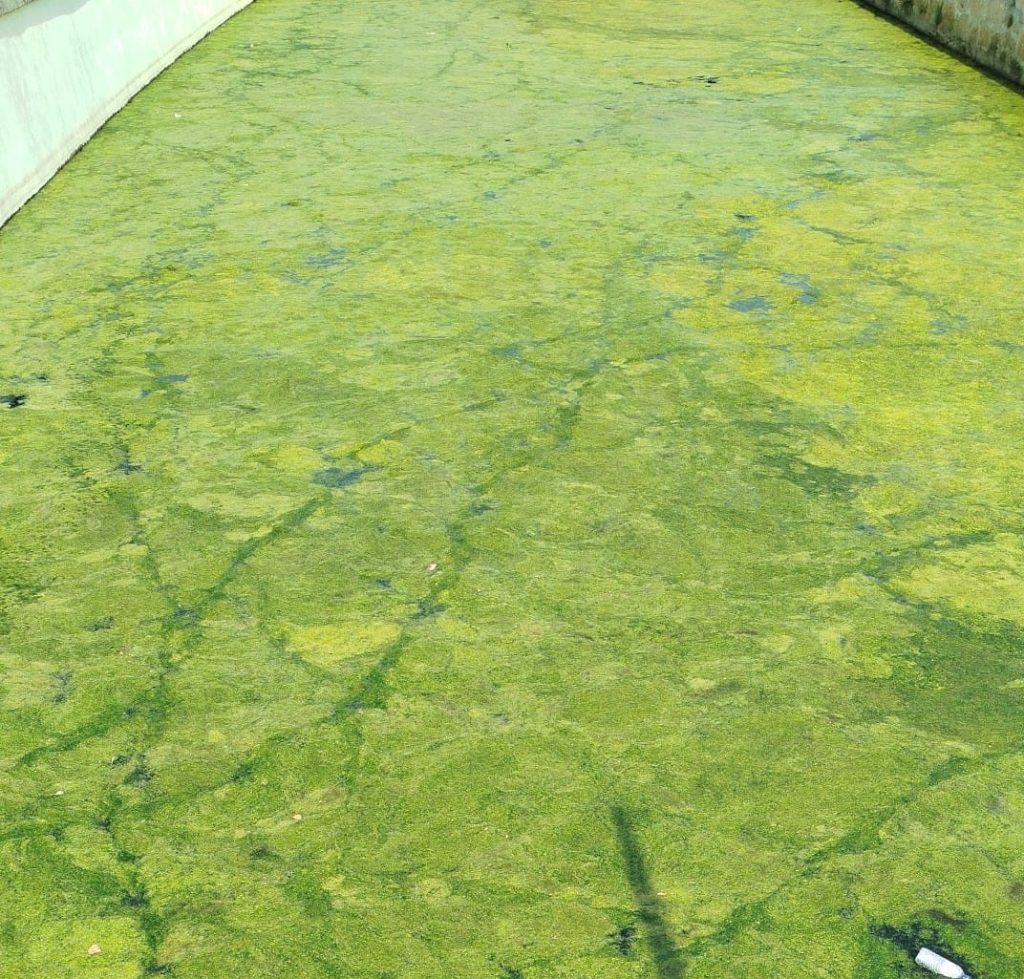 Concrete surface heavily coated in green algae, running between low walls on left and right; a small cigarette butt lies near the bottom edge. Câmara de Viseu avança com limpeza do rio Pavia nos próximos dias