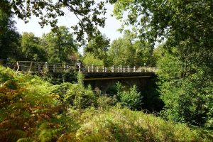 Forest scene with a small stone bridge and metal railing spanning a ravine; a motorcyclist crosses in daytime light.