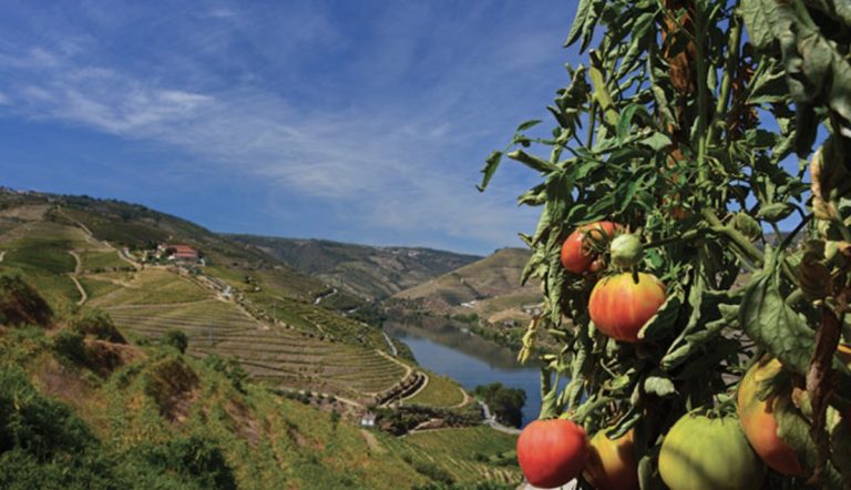 Terraced vineyards along a winding river valley with an apple tree in the foreground.
