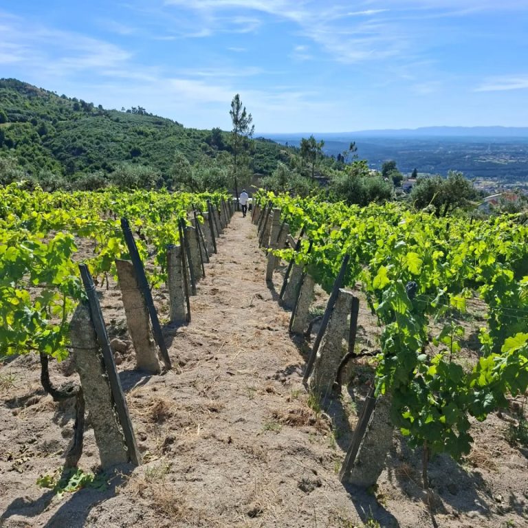 Vineyard path between rows of green grapevines on a sunny hillside with blue sky and distant valley.