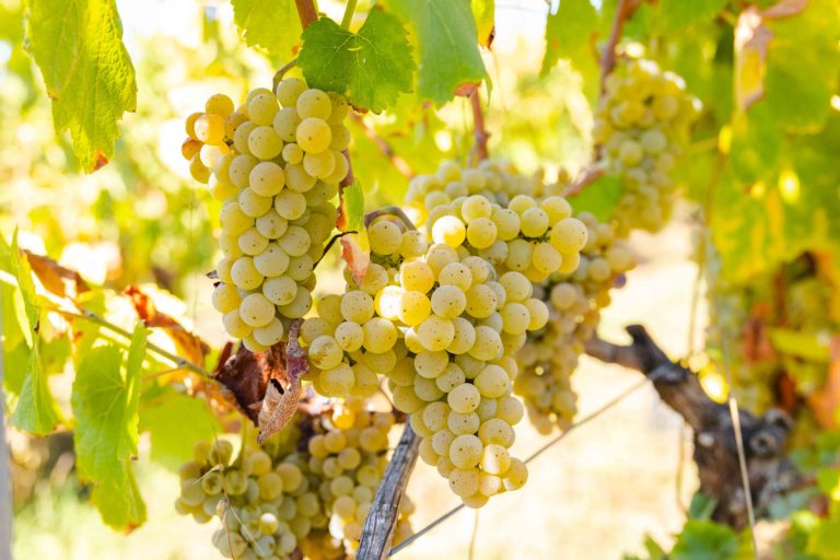 Bunches of green grapes hanging from vines in a sunlit vineyard