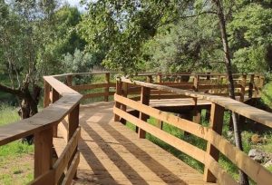 Curved wooden boardwalk with railings winding through a sunlit forested area.