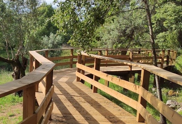 Curved wooden boardwalk with railings winding through a sunlit forested area.